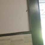 Pest Patrol Geelong - photo 1