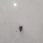 Pest Patrol Geelong - photo 2