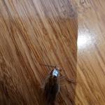 Pest Patrol Geelong - photo 3