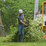 Holt Tree Services - photo 1