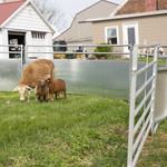 Paragon Farm, LLC - photo 3