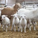 Paragon Farm, LLC - photo 5