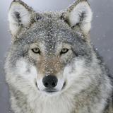 Greymantle's Politics and Culture - Newspapers, Magazines & Periodicals in Lanark Village