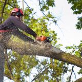 Hampton Tree Experts - Tree Services in Hampton