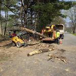 Andrew's All Around Tree & Shrub Service - photo 2