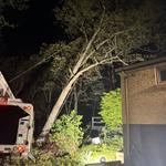 Andrew's All Around Tree & Shrub Service - photo 3