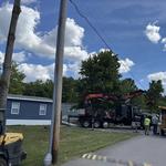 Andrew's All Around Tree & Shrub Service - photo 9