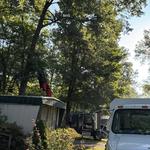 Andrew's All Around Tree & Shrub Service - photo 10