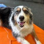 Dogtopia of Downtown Cleveland - photo 2