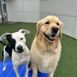 Dogtopia of Easton - photo 6