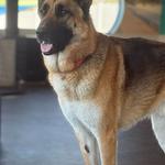 Dogtopia of Easton - photo 7