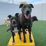 Dogtopia of Easton - photo 9