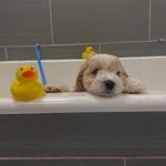 Dogtopia of Gainesville - photo 1