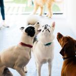 Dogtopia of Gainesville - photo 3