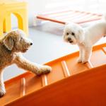 Dogtopia of Gainesville - photo 4