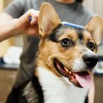 Dogtopia of Gainesville - photo 9