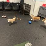 Dogtopia of Fairfax City - photo 4