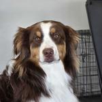 Dogtopia of Fairfield - photo 10