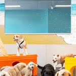 Dogtopia of Falls Church - photo 1