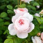 Brian's Country Greenery Florist - photo 3