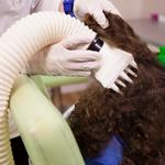 Lice Clinics of America - Vancouver - photo 7