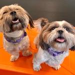 Dogtopia of East Pasadena - photo 4