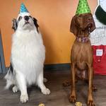 Dogtopia of East Pasadena - photo 7