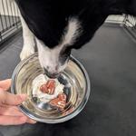 Dogtopia of East Pasadena - photo 8