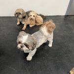 Dogtopia of East Pasadena - photo 9