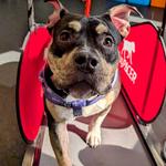 Dogtopia of East Pasadena - photo 10