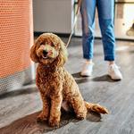 Dogtopia of Fulshear-Katy - photo 5