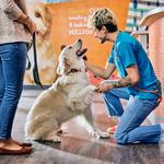 Dogtopia of Fulshear-Katy - photo 6