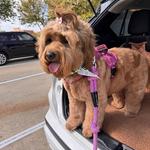 Dogtopia of Fulshear-Katy - photo 8