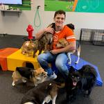 Dogtopia of Harrison Ave - photo 2