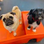 Dogtopia of Harrison Ave - photo 3