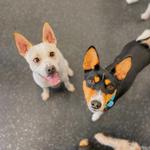 Dogtopia of Harrison Ave - photo 5