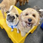 Dogtopia of Harrison Ave - photo 7