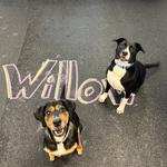 Dogtopia of Harrison Ave - photo 8