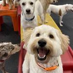 Dogtopia of Harrison Ave - photo 9