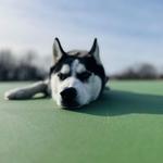 Camp Lucky Board and Train (San Antonio TX) - photo 1