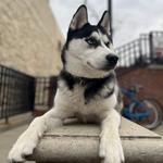 Camp Lucky Board and Train (San Antonio TX) - photo 2