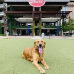Camp Lucky Board and Train (San Antonio TX) - photo 3