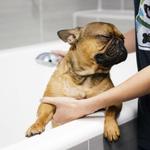 Dogtopia of Greensburg - photo 1