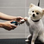 Dogtopia of Greensburg - photo 3