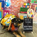 Dogtopia of Greensburg - photo 4