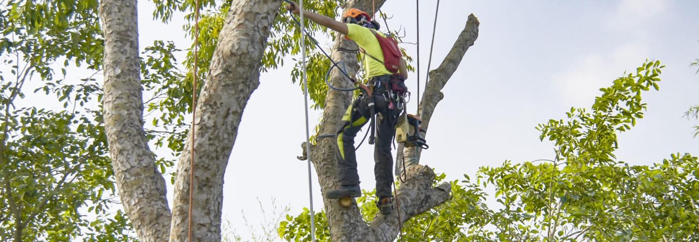 Collison Tree Care | Tree Surgeons Bedfordshire cover photo