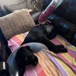 Dogtopia of Dulles - photo 1