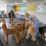 Dogtopia of Dulles - photo 4