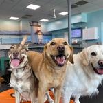 Dogtopia of Dulles - photo 5