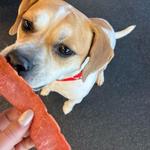 Dogtopia of Dulles - photo 8